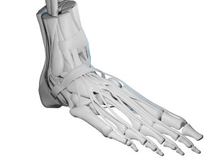 Foot Anatomy 3D Model