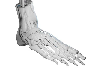Foot Anatomy 3D Model