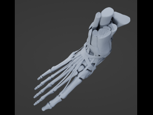 Foot Anatomy 3D Model