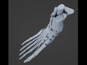 Foot Anatomy 3D Model
