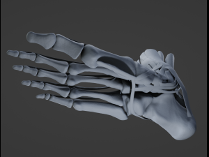 Foot Anatomy 3D Model