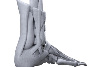 Foot Anatomy 3D Model