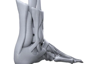 Foot Anatomy 3D Model