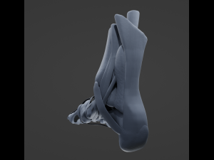 Foot Anatomy 3D Model