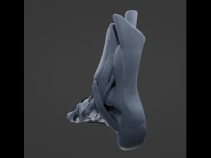 Foot Anatomy 3D Model