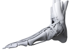 Foot Anatomy 3D Model