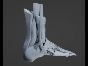 Foot Anatomy 3D Model