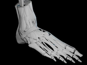 Foot Anatomy 3D Model