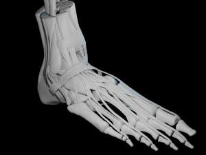 Foot Anatomy 3D Model