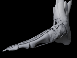 Foot Anatomy 3D Model