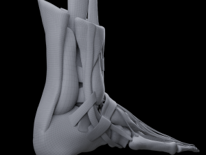 Foot Anatomy 3D Model