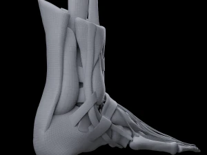 Foot Anatomy 3D Model