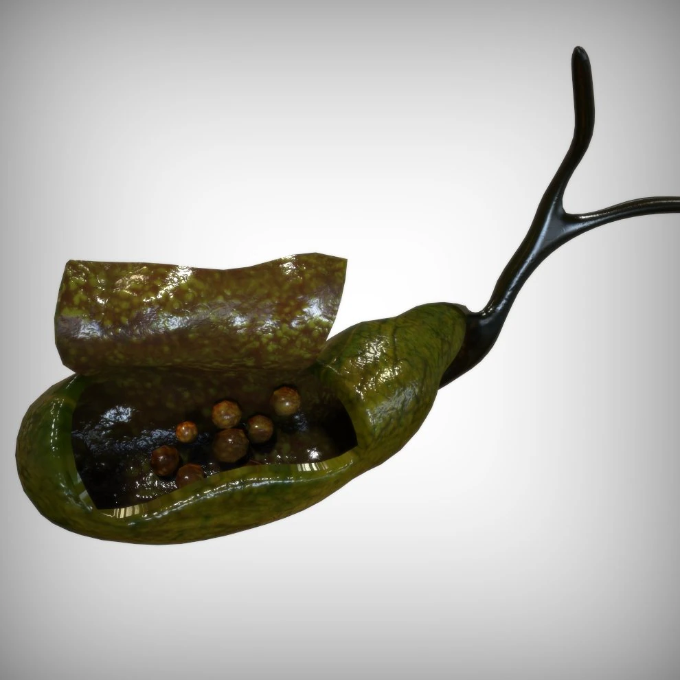 Gallbladder Anatomy 3D Model .c4d .max .obj .3ds .fbx .stl .blend
