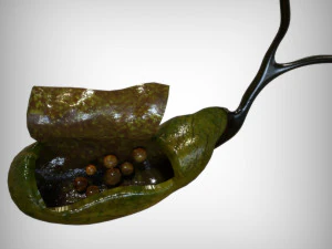 Gallbladder Anatomy 3D Model