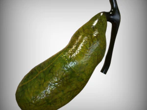 Gallbladder Anatomy 3D Model