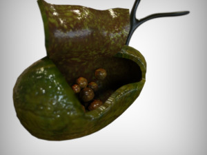 Gallbladder Anatomy Model 3D