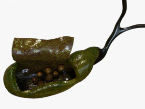 Gallbladder Anatomy 3D Model