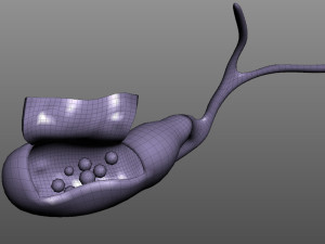 Gallbladder Anatomy Model 3D