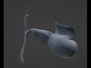 Gallbladder Anatomy Model 3D