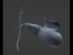 Gallbladder Anatomy 3D Model