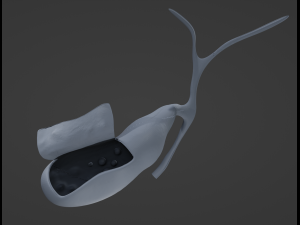 Gallbladder Anatomy Model 3D