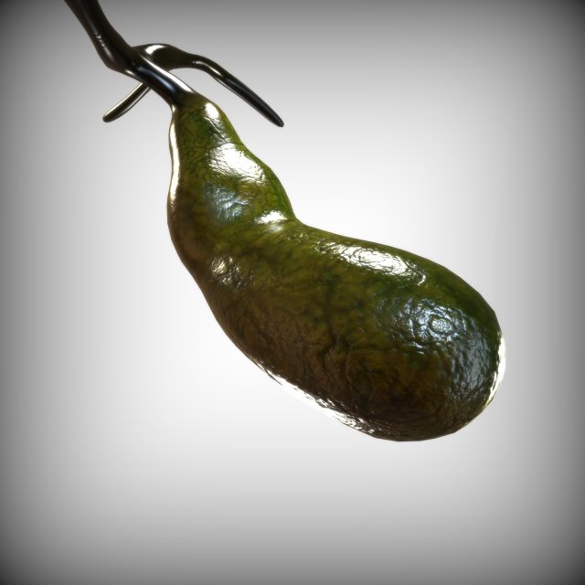 Gallbladder 3D Модель .c4d .max .obj .3ds .fbx .stl .blend 