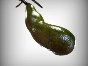 Желчный пузырь 3D Модель