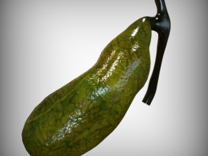 Gallbladder 3D Модель