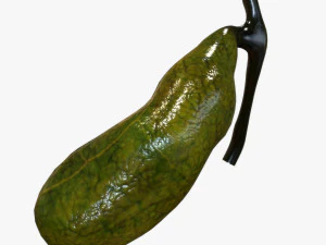 Ves&iacute;cula biliar Modelo 3D