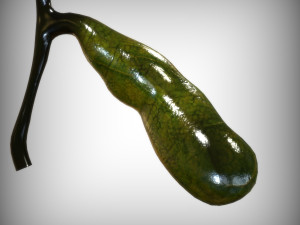 Gallbladder 3D Модель