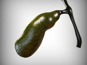 Ves&iacute;cula biliar Modelo 3D