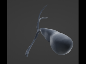 Gallbladder 3D Модель