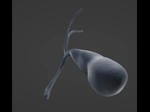 Ves&iacute;cula biliar Modelo 3D