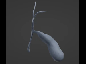 Ves&iacute;cula biliar Modelo 3D