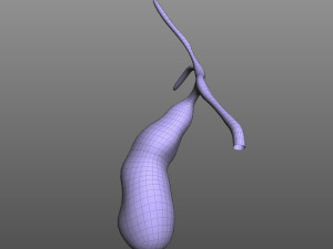 Gallbladder 3D Модель