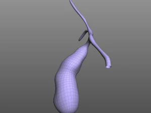 Ves&iacute;cula biliar Modelo 3D