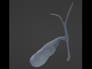 Gallbladder 3D Модель