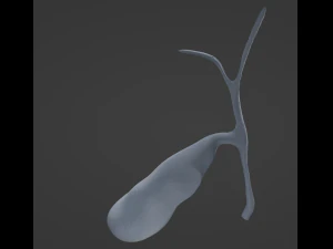 Ves&iacute;cula biliar Modelo 3D