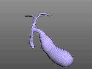 Gallbladder 3D Модель