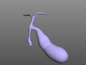 Ves&iacute;cula biliar Modelo 3D