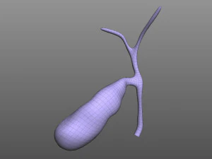 Ves&iacute;cula biliar Modelo 3D