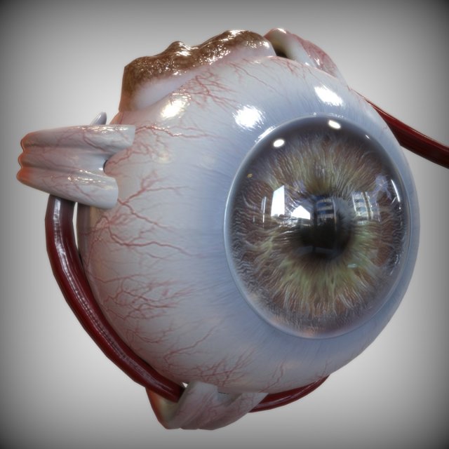 Eye Amber 3D Model .c4d .max .obj .3ds .fbx .stl .blend 