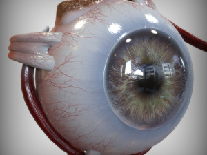Eye Amber 3D Model