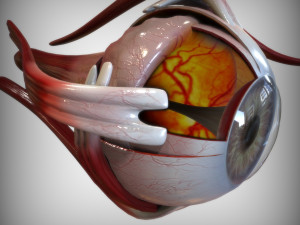 Eye Amber 3D Model