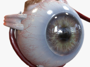 Eye Amber 3D Model