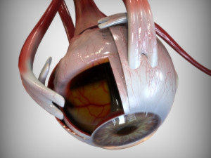 Eye Amber 3D Model