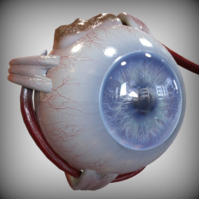 Eye Blue 3D 模型 .c4d .max .obj .3ds .fbx .stl .blend 