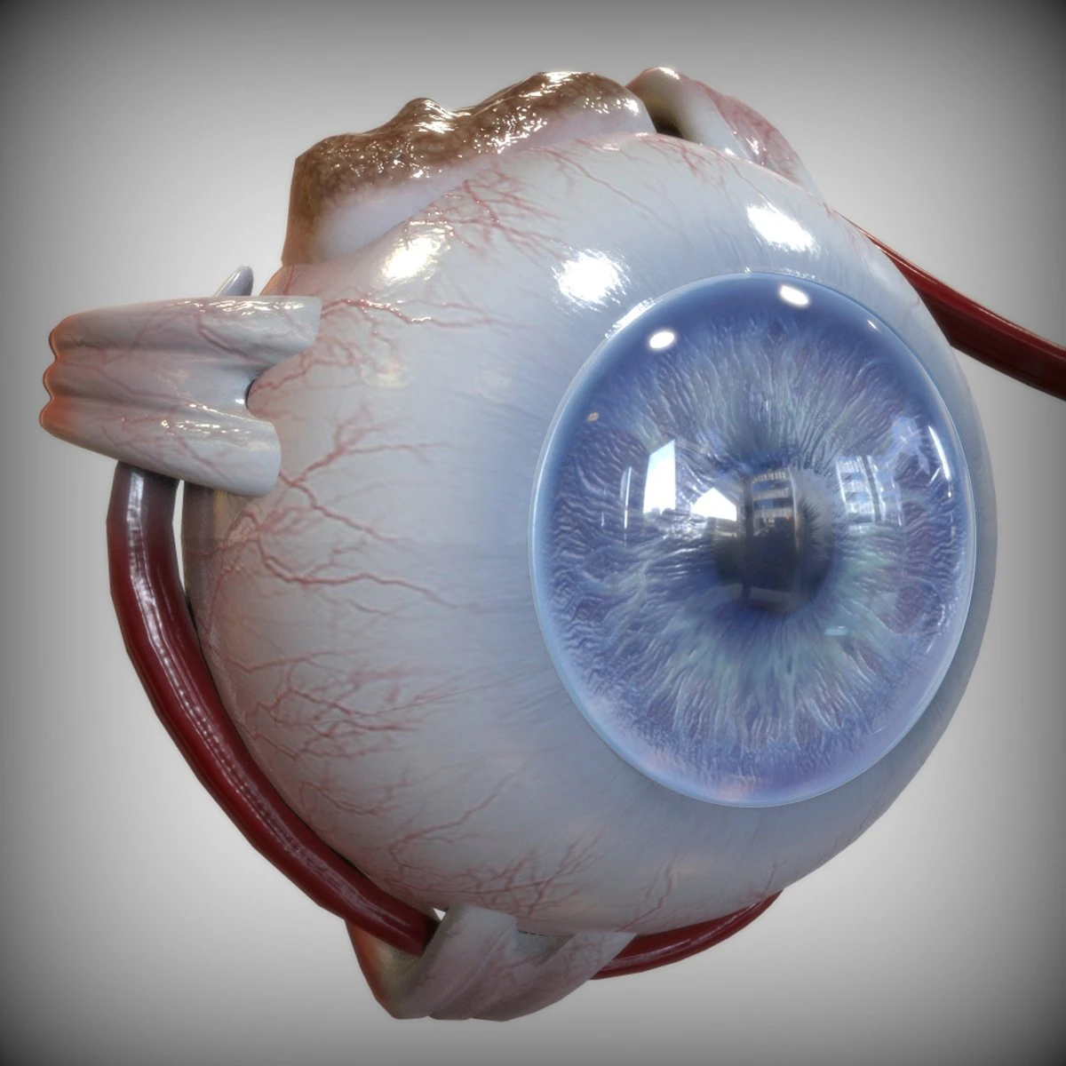 Eye Blue 3D Model .c4d .max .obj .3ds .fbx .stl .blend 