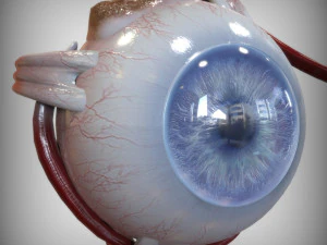 ojo azul Modelo 3D