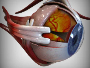 Eye Blue 3D Model